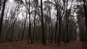 Rezerwat Las Mieszany - zdjęcie 11