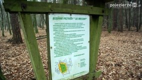 Rezerwat Las Mieszany - zdjęcie 10