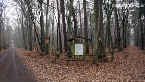 Rezerwat Las Mieszany - zdjęcie 9