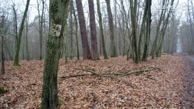 Rezerwat Las Mieszany - zdjęcie 8