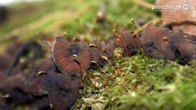 Rezerwat Las Mieszany - zdjęcie 7