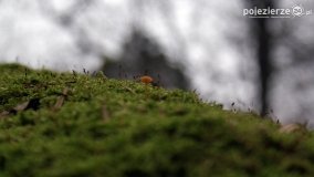 Rezerwat Las Mieszany - zdjęcie 6