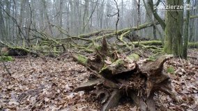 Rezerwat Las Mieszany - zdjęcie 5