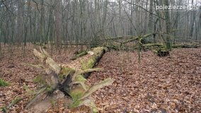 Rezerwat Las Mieszany - zdjęcie 4