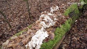 Rezerwat Las Mieszany - zdjęcie 3