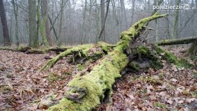 Rezerwat Las Mieszany - zdjęcie 2