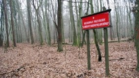 Rezerwat Las Mieszany - zdjęcie 1