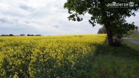 Rzepakowe pola Pojezierza Gnieźnieńskiego - zdjęcie 40