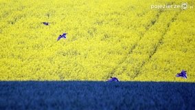 Rzepakowe pola Pojezierza Gnieźnieńskiego - zdjęcie 39
