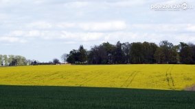 Rzepakowe pola Pojezierza Gnieźnieńskiego - zdjęcie 38