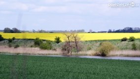 Rzepakowe pola Pojezierza Gnieźnieńskiego - zdjęcie 37