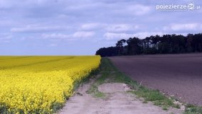 Rzepakowe pola Pojezierza Gnieźnieńskiego - zdjęcie 36