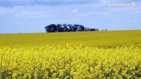 Rzepakowe pola Pojezierza Gnieźnieńskiego - zdjęcie 35
