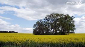 Rzepakowe pola Pojezierza Gnieźnieńskiego - zdjęcie 34