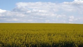 Rzepakowe pola Pojezierza Gnieźnieńskiego - zdjęcie 33