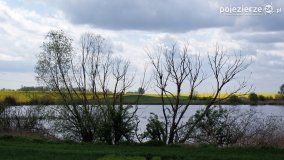 Rzepakowe pola Pojezierza Gnieźnieńskiego - zdjęcie 32