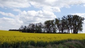 Rzepakowe pola Pojezierza Gnieźnieńskiego - zdjęcie 31