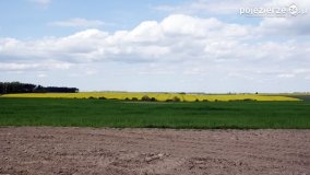 Rzepakowe pola Pojezierza Gnieźnieńskiego - zdjęcie 30