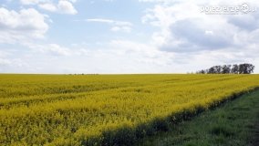 Rzepakowe pola Pojezierza Gnieźnieńskiego - zdjęcie 29