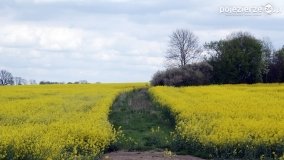 Rzepakowe pola Pojezierza Gnieźnieńskiego - zdjęcie 28