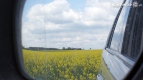Rzepakowe pola Pojezierza Gnieźnieńskiego - zdjęcie 27