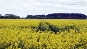Rzepakowe pola Pojezierza Gnieźnieńskiego - zdjęcie 26