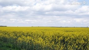 Rzepakowe pola Pojezierza Gnieźnieńskiego - zdjęcie 25