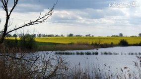Rzepakowe pola Pojezierza Gnieźnieńskiego - zdjęcie 23
