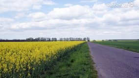 Rzepakowe pola Pojezierza Gnieźnieńskiego - zdjęcie 22