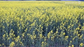 Rzepakowe pola Pojezierza Gnieźnieńskiego - zdjęcie 21