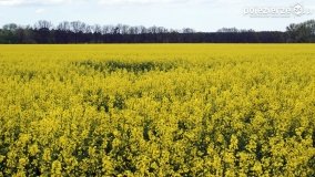 Rzepakowe pola Pojezierza Gnieźnieńskiego - zdjęcie 20