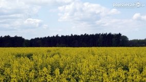 Rzepakowe pola Pojezierza Gnieźnieńskiego - zdjęcie 19