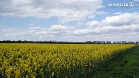 Rzepakowe pola Pojezierza Gnieźnieńskiego - zdjęcie 18