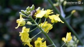 Rzepakowe pola Pojezierza Gnieźnieńskiego - zdjęcie 17