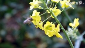 Rzepakowe pola Pojezierza Gnieźnieńskiego - zdjęcie 16