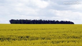 Rzepakowe pola Pojezierza Gnieźnieńskiego - zdjęcie 15