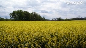 Rzepakowe pola Pojezierza Gnieźnieńskiego - zdjęcie 14