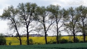 Rzepakowe pola Pojezierza Gnieźnieńskiego - zdjęcie 13