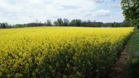 Rzepakowe pola Pojezierza Gnieźnieńskiego - zdjęcie 12
