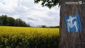 Rzepakowe pola Pojezierza Gnieźnieńskiego - zdjęcie 11
