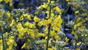 Rzepakowe pola Pojezierza Gnieźnieńskiego - zdjęcie 10