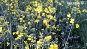 Rzepakowe pola Pojezierza Gnieźnieńskiego - zdjęcie 9