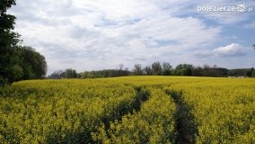 Rzepakowe pola Pojezierza Gnieźnieńskiego - zdjęcie 8