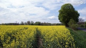 Rzepakowe pola Pojezierza Gnieźnieńskiego - zdjęcie 7