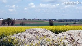 Rzepakowe pola Pojezierza Gnieźnieńskiego - zdjęcie 6