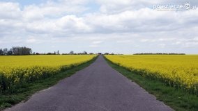 Rzepakowe pola Pojezierza Gnieźnieńskiego - zdjęcie 5