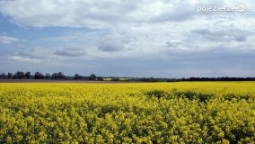 Rzepakowe pola Pojezierza Gnieźnieńskiego - zdjęcie 4