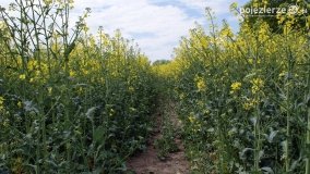 Rzepakowe pola Pojezierza Gnieźnieńskiego - zdjęcie 3