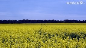 Rzepakowe pola Pojezierza Gnieźnieńskiego - zdjęcie 2