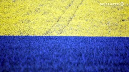 Rzepakowe pola Pojezierza Gnieźnieńskiego